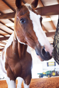 R.O.C.K. therapy horse, Romeo